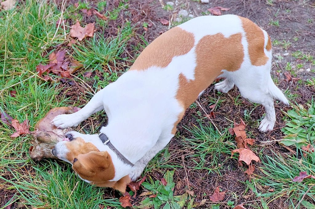 Jack-Russell-Terrier-Hündin „Tina“ begrüßt jeden Besucher persönlich. Wer die hölzerne Wurzel vor die Füße gelegt bekommt, ist ihr Spielkamerad.