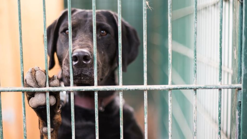 Geht es dem Hund vom Nachbar gut?&nbsp;Laut Josef Fassl erfolgt eine richtige Dokumentation von Tierquälerei am besten durch Fotos und möglichst detaillierte Beschreibung als Zeugenaussage.&nbsp;
