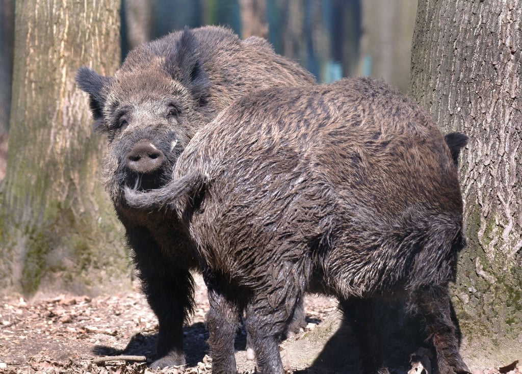 Proben von Wildschweinen sollen verstärkt untersucht werden.
