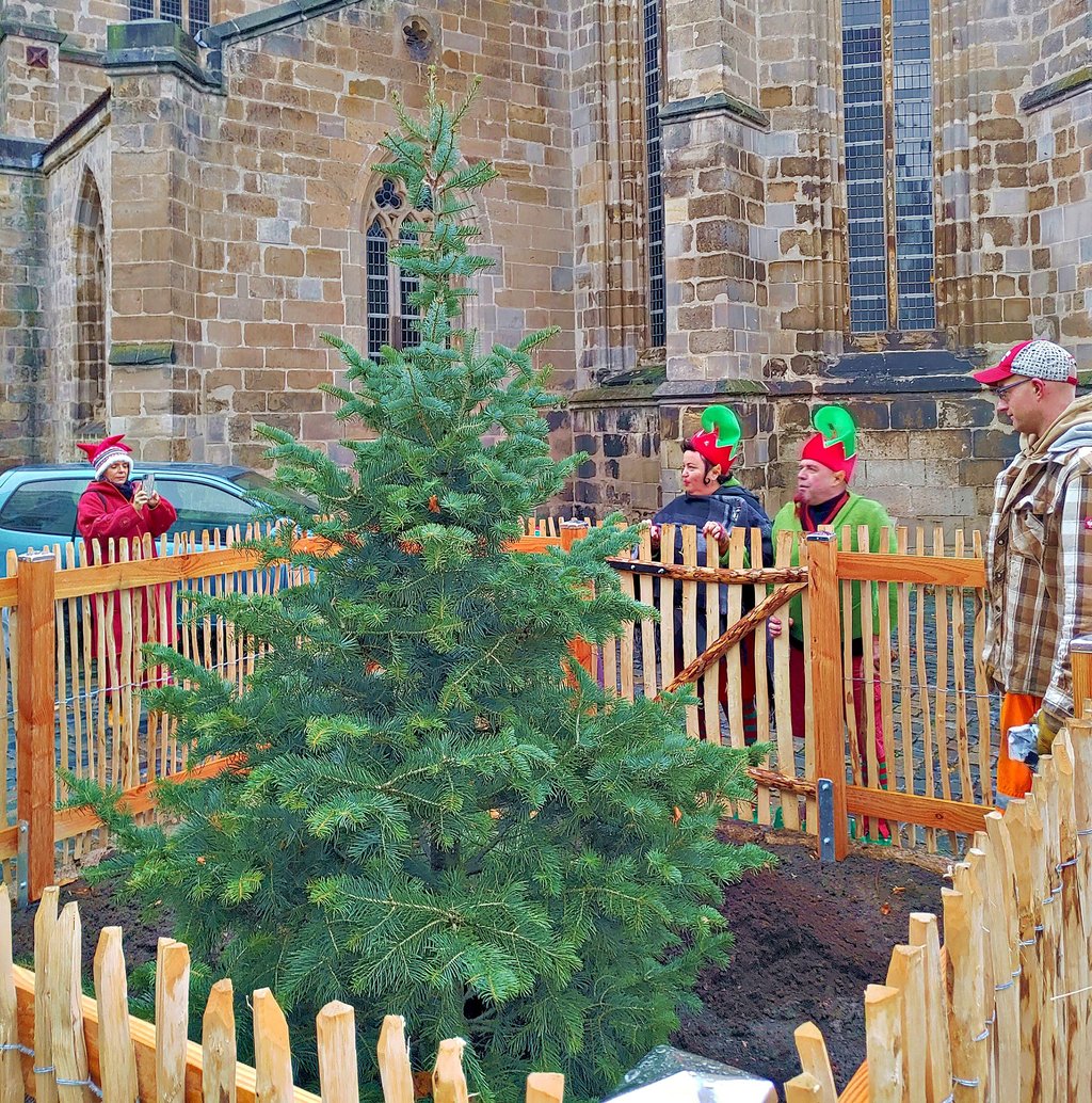 2,30 Meter misst der neue Festbaum vor der Martinikirche. Er soll zu einem stattlichen Weihnachtsbaum heranwachsen.