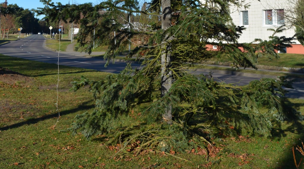 Der Weihnachtsbaum in Möringen muss in diesem Jahr ohne Beleuchtung ausgekommen: Die Lichterkette wurde zerstört.