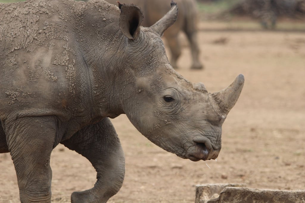 Ein Breitmaulnashorn in einer privaten Aufzuchtstation in Südafrika (Archivbild).