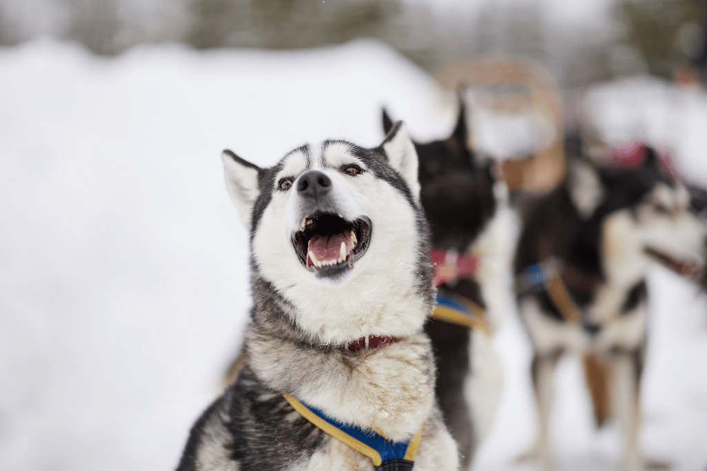 Huskys beeindrucken durch ihre Augen und die elegante Art, durch den Schnee zu rennen. Der fehlte in Klaistow..