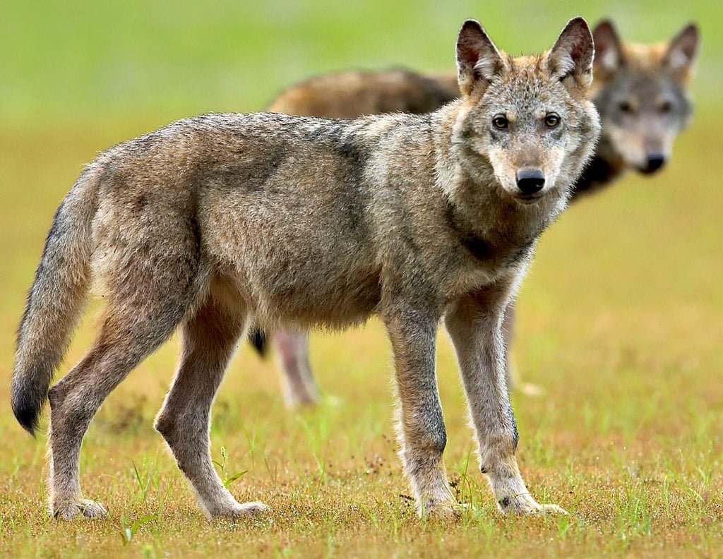 Wolfswelpen auf Streifzug an einem Teichufer.