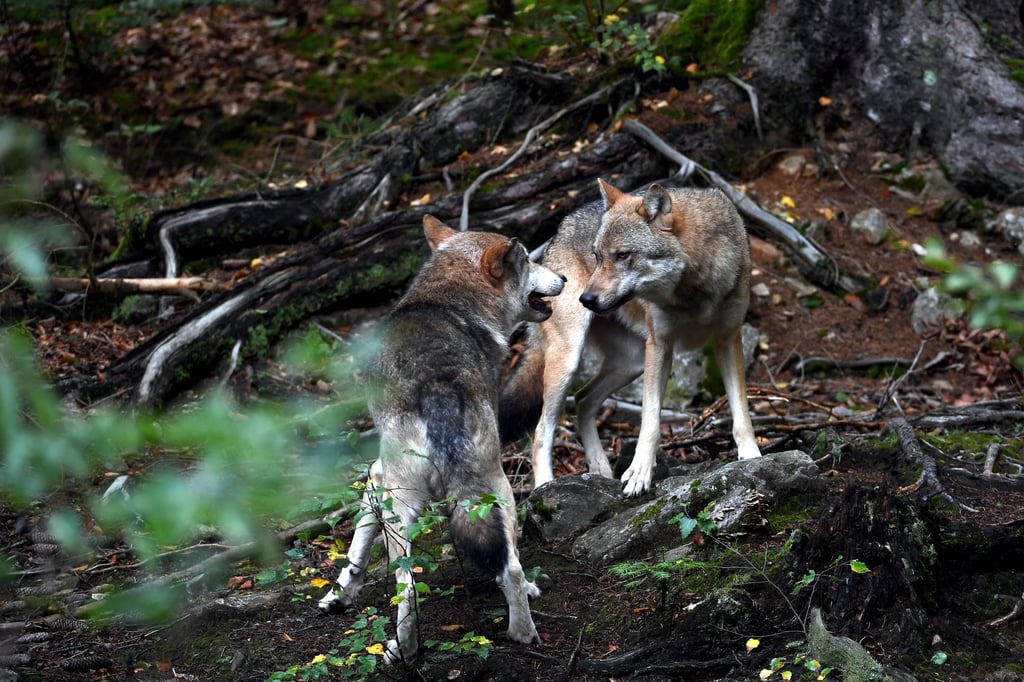 Im Harz werden immer mehr Wölfe gesichtet.