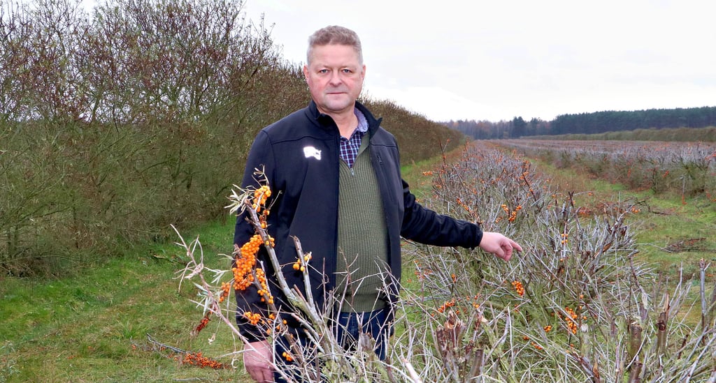 Ralf Donath steht auf einer abgeernteten Sanddorn-Plantage. Auf einer Fläche von rund 40 Hektar wurden in diesem Jahr Beeren eingebracht. Hinter ihm stehen männliche Sanddorn-Sträucher.