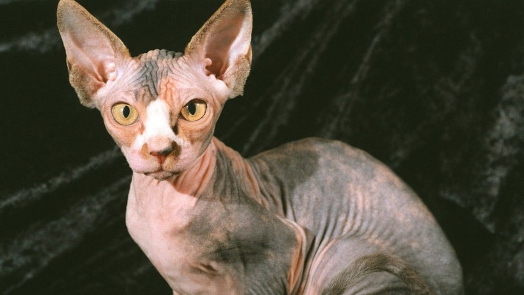 Eine Frau soll ihre Nacktkatze während eines Flugs mit ihrer Brust gestillt haben.