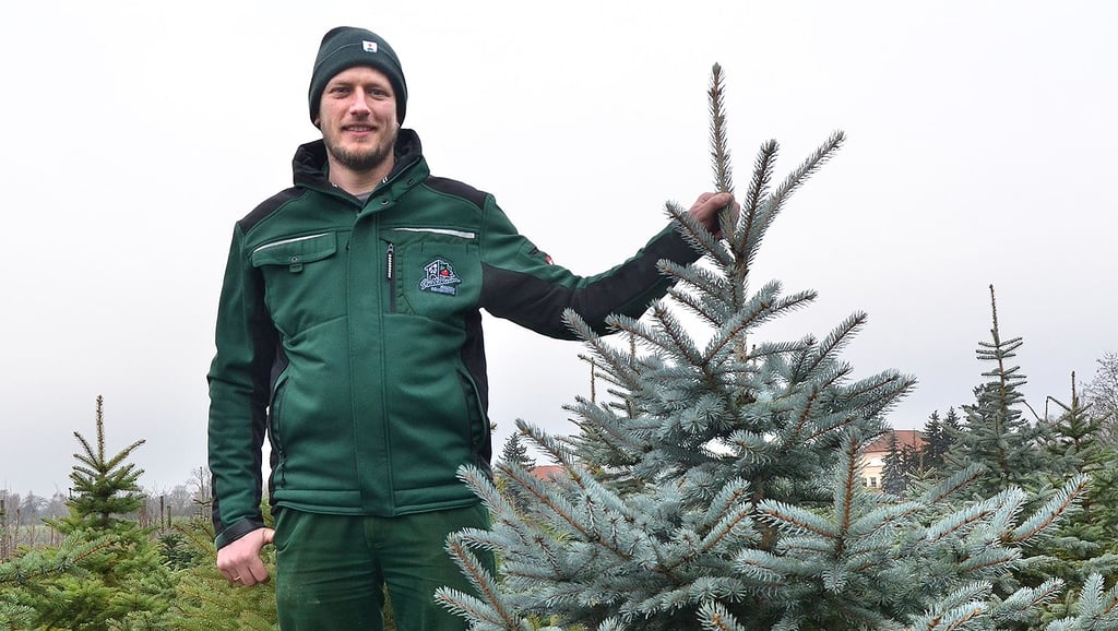 Der Landwirt André Stallbaum aus Stendal präsentiert eine seiner vielen Blaufichten, die er als Weihnachtsbäume zum Kauf anbietet.
