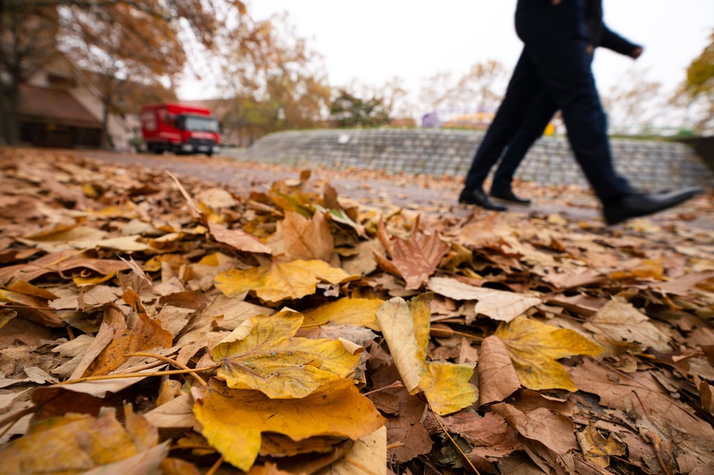 Alle Jahre wieder im Herbst und Winter stellt sich die Frage: Wohin mit dem ganzen Laub? Besonders Bäume im öffentlichen Bereich in Möckern sorgen immer wieder für Diskussionen.
