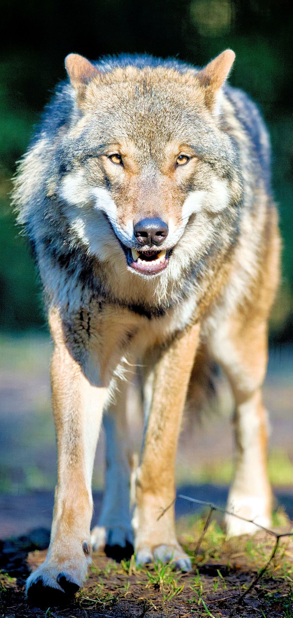 Hat ein Wolf die Hirschkuh gerissen?