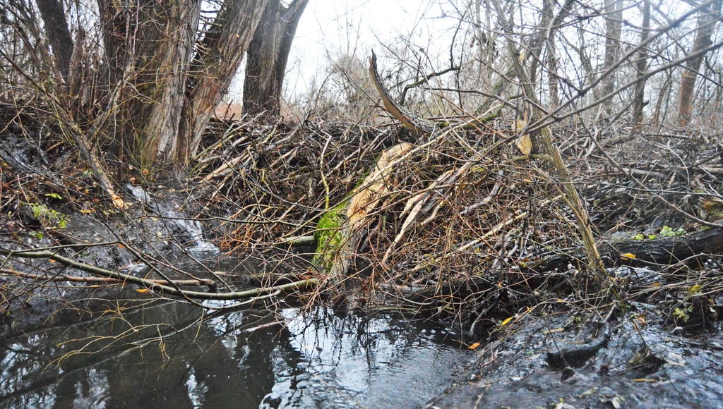 Dies ist einer der beiden Biberdämme, die sich in der Rippach in Wählitz befinden und das Wasser stauen.