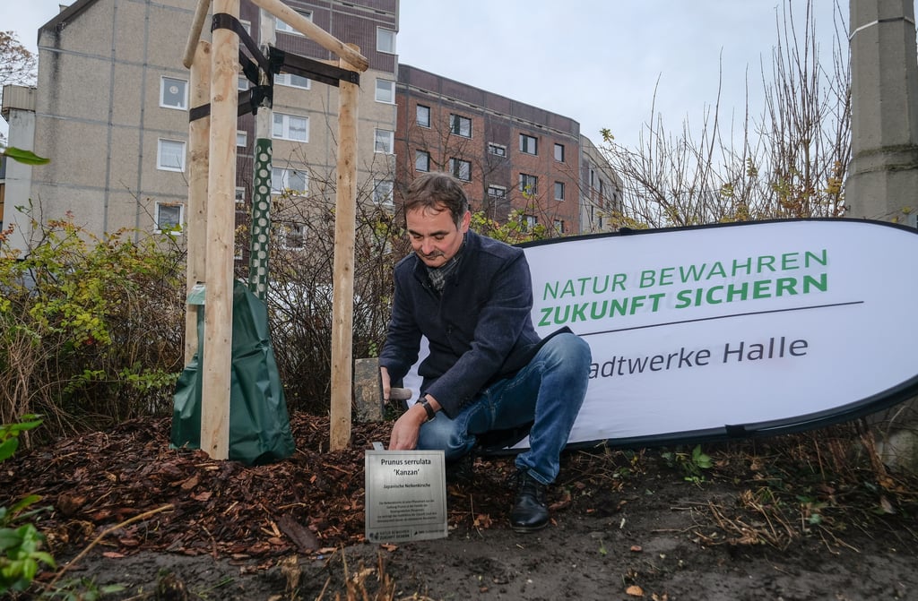 Projektmanager Peter Kalbert installiert ein Schild im Rahmen der Baumpflanzaktion der Stadtwerke in der Großen Wallstraße.