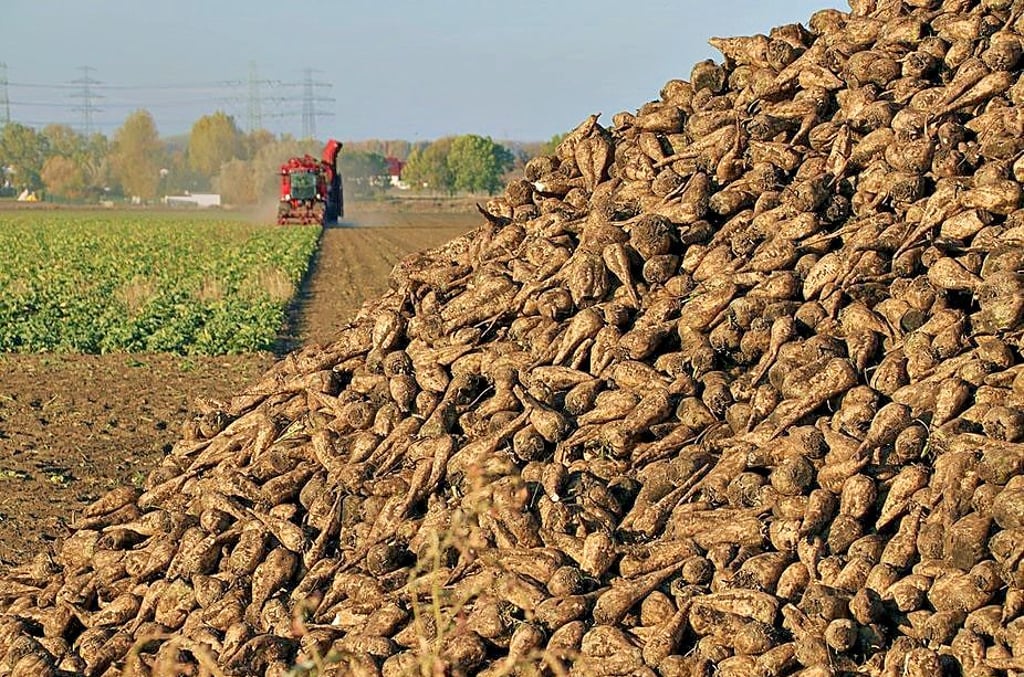 Die Landwirte sind mit der Zuckerrübenerträgen, hier die Ernte bei Förderstedt, weitgehend zufrieden.