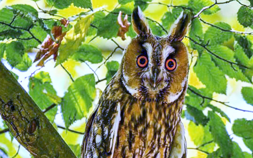 Der Nabu sucht Eulenzähler, die die Winterschlafplätze von Waldohreulen melden sollen.