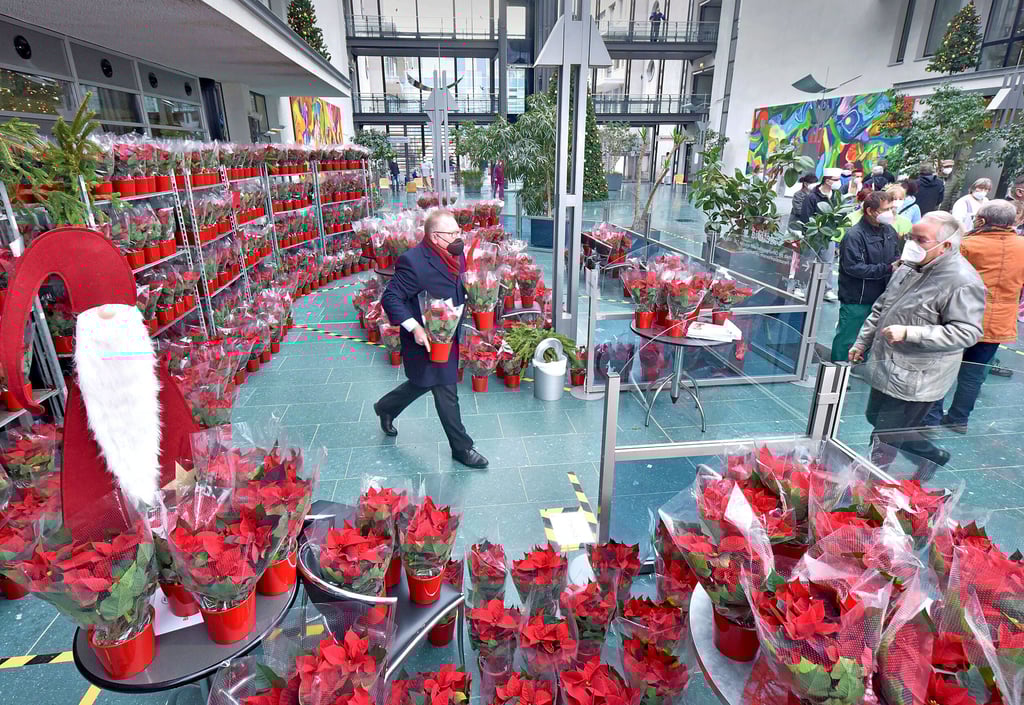 Bitterfeld, Gesundheitszentrum, Klinikleitung verteilt 100 Weihnachtssterne an die Belegschaft des Klinikums.