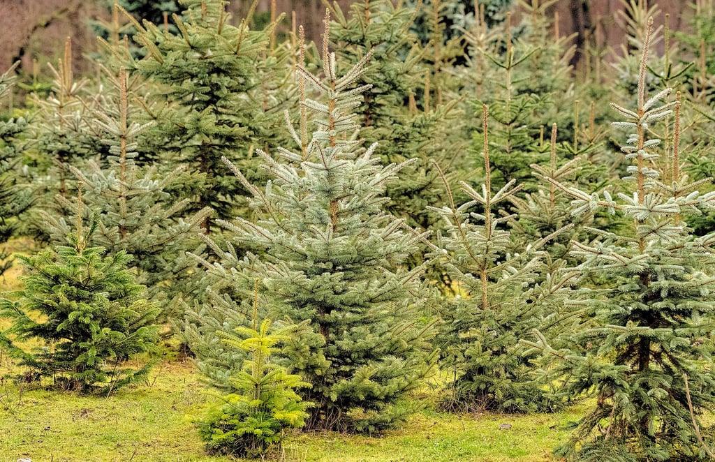 Groß oder klein? Der perfekte Baum sieht für jeden anders aus, für alle gilt aber: je frischer, desto besser.