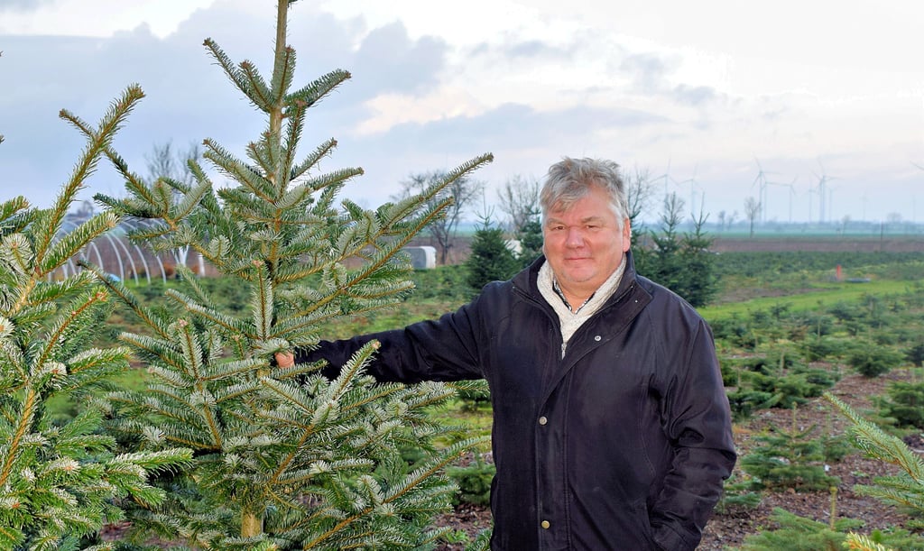 Vor drei Jahren hat Bernhard Franke das Tannenidyll am Rande von Nedlitz angelegt. Verkauft werden Nordmanntannen - in einigen Jahren von der eigenen Plantage. Bis dahin stammen die Weihnachtsbäume aus der Prignitz.