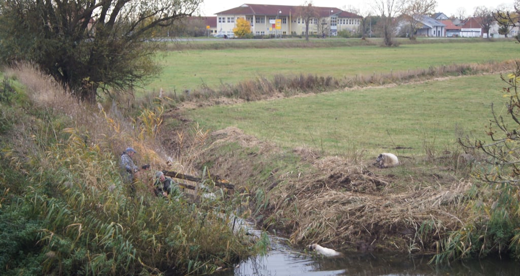 Tote Schafe wurden aus dem Wasser gezogen.