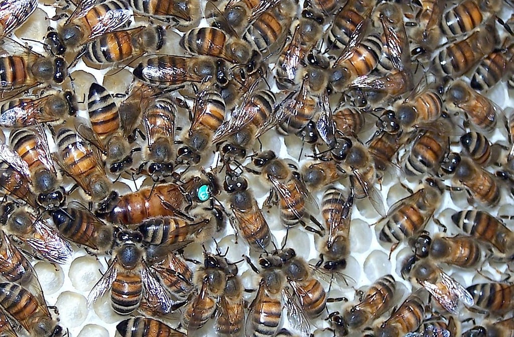 Die Grundlagen der Imkerei und Wissen über die Bienenvölker, die mit ihren Königinnen (grün markiert) für die Honigproduktion sorgen, bekommen angehende Imker bei einem Lehrgang vermittelt, den der Beetzendorfer Imkerverein im nächsten Frühjahr anbietet.