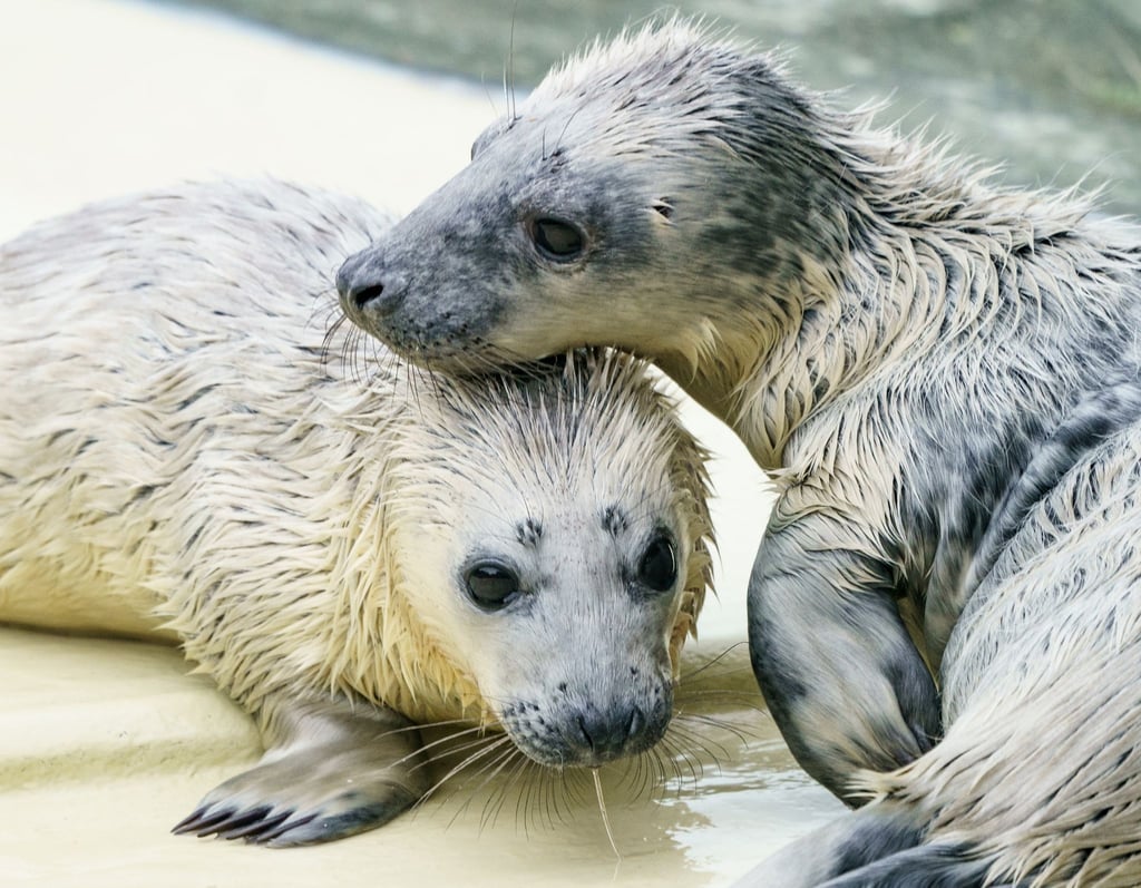 Der Kegelrobben-Heuler „Rudi“ (l) und "Renate" in der Seehundstation im Aufzuchtbereich. Die beiden Heuler wurden auf Helgoland gefunden und per Flugzeug in die Station gebracht.