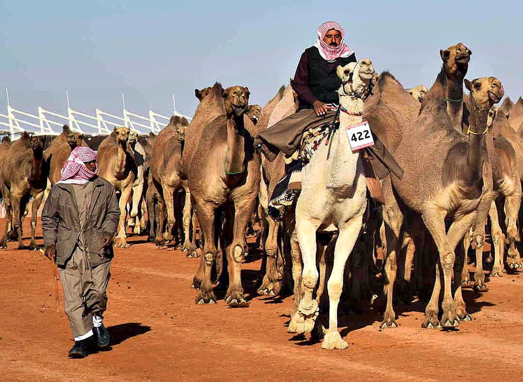 Jährlich gibt’s in Saudi-Arabien einen Schönheitswettbewerb beim König-Adulasis-Kamelfestival.