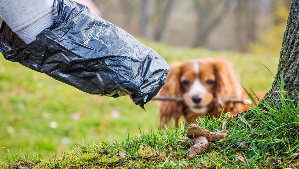 So wirds richtig gemacht: Hundehalter müssen auf öffentlichen Flächen wie Parks dafür sorgen, dass sie die Hinterlassenschaften ihrer Vierbeiner beseitigen. In Biere bei Schönebeck gab es zuletzt Klagen, dass Hundebesitzer die Haufen ihrer Tiere nicht beseitigen würden und sie überall im Ortsbild zu finden seien.