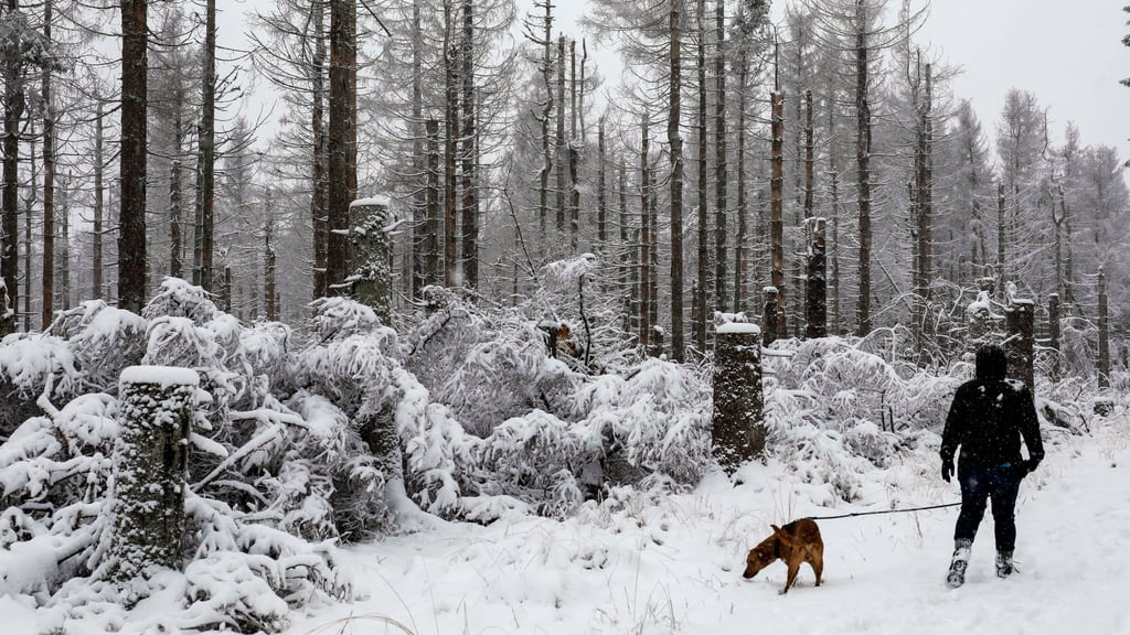 Verschneite Holzgerippe statt gesunder Tannenwald im Harz.