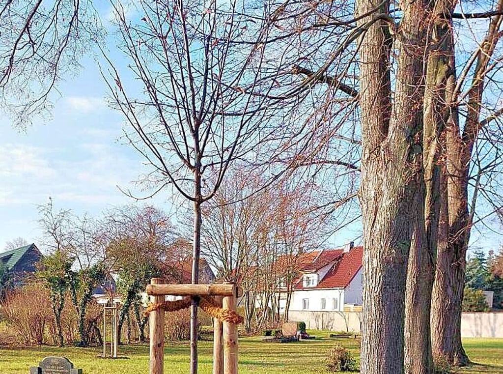 In Hohenerxleben wurden auf dem Friedhof neue Linden gepflanzt.
