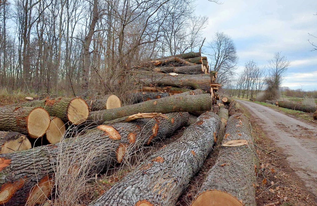Am „Neundorfer Busch“ gibt es seit einigen Wochen deutlich sichtbare Baumfällungen.  Das hat vor allem mit einem Pilzbefall der Eschen zu tun. Die Bäume drohten abzusterben.