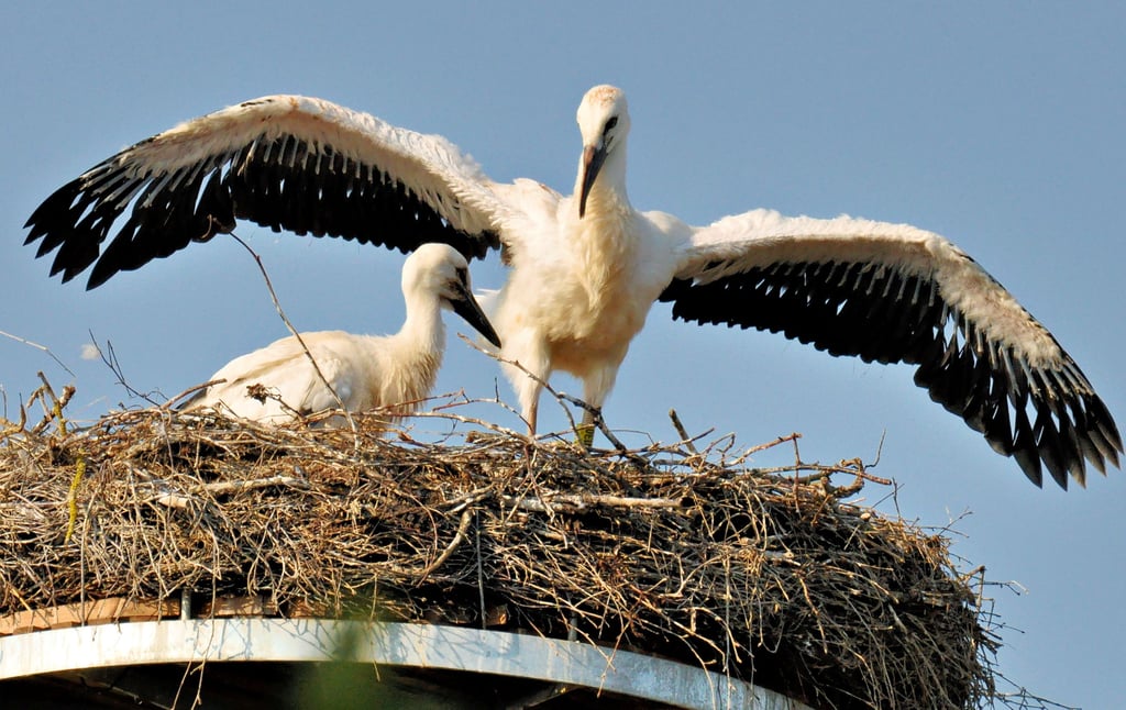 Jungstörche zeigten sich im Sommer imposant auf dem Mechauer Nest. Imposant war auch die Vielzahl der Erlebnisse, die im Zusammenhang mit den Tieren stehen.
