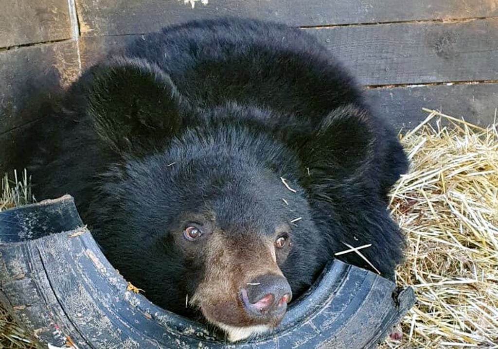 Noch ruht sich Dimitry, der Ussurische Kragenbär, aus.