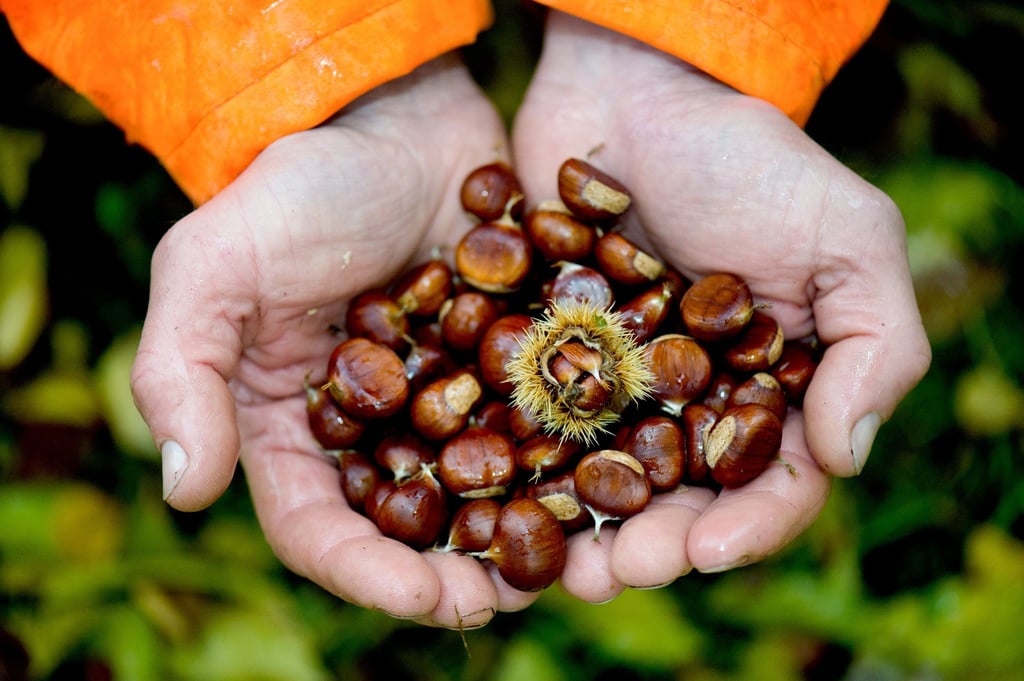 Die Esskastanie wird auch Edelkastanie genannt. Sie gehört zu den Buchengewächsen, ihre Früchte zählen botanisch zu den Nüssen, wie Haselnüsse oder Walnüsse.