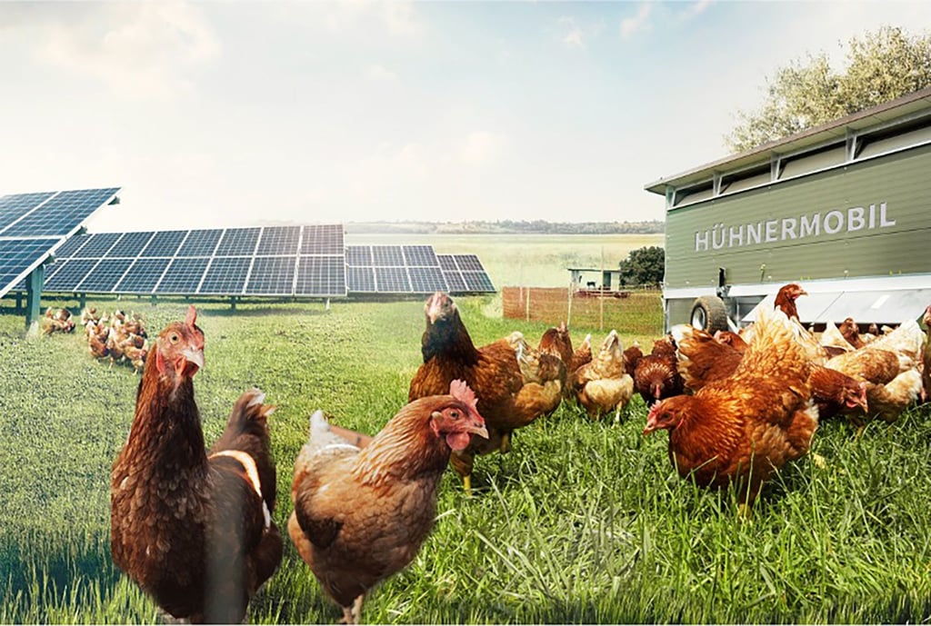 Auf den Flächen des geplanten Solarparks sollen Bio-Hühner gehalten werden.