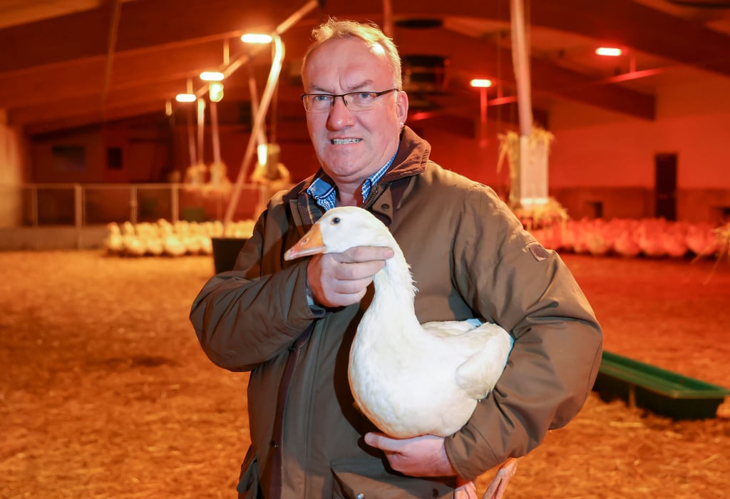 Lorenz Eskildsen, Inhaber der Gänsezucht Eskildsen, steht mit einer Gans in einem der drei neuen Stallgebäude. Große Schäden durch die Vogelgrippe im vorigen Jahr und gestiegene Preise für das Futter treiben europaweit die Preise in die Höhe. Dadurch wird auch der Weihnachtsbraten in diesem Jahr gut zwei Euro pro Kilo teurer.