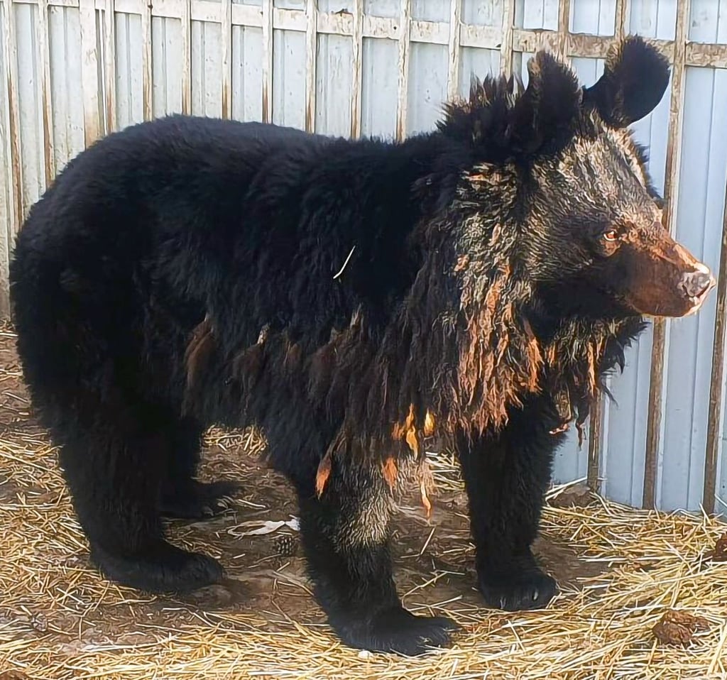 Bärin Anastasia wird bald in den Dessauer Tierpark einziehen.