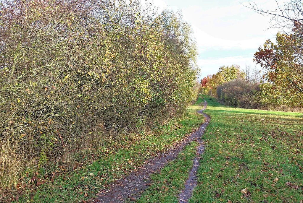 Im Abschnitt zwischen Magdeburg-Pechau und der Klusbrücke verengt sich der unbefestigte Radweg auf eine schmale Spur.