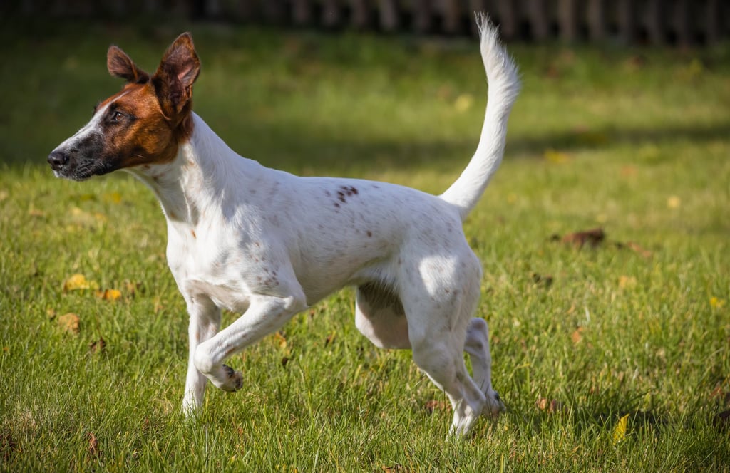 "Tierische Wegbegleiter" - wie Foxterrier-Hündin Lissy, die durch einen Garten in Stapelburg tobt, stehen im Mittelpunkt des neuen Fotowettbewerbes.