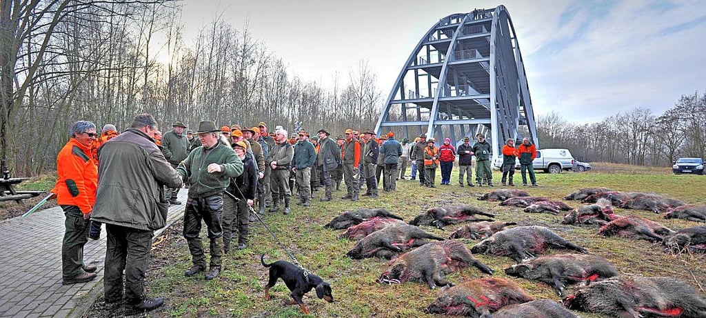 2. Drückjagd in der Goitzsche bei Bitterfeld. 55 Jäger und ca. 40 Treiber haben in der Goitzsche gejagt. Ergebnis: 45 geschossenen Wildschweine , 4 Rehe und 4 Füchse.
