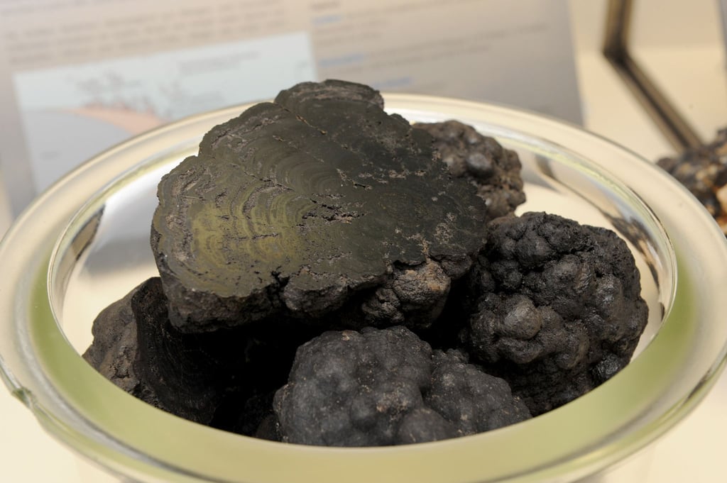 Im Rohstofflabor des Tiefseeforschungsschiffes "Sonne" liegen Manganknollen in einer Schale. Das wertvolle Erz aus der Tiefsee enthält neben Mangan auch Kobalt, Kupfer und Seltene Erden.