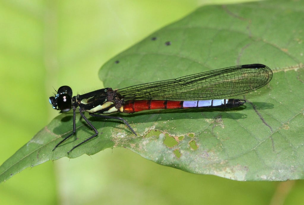 Eine Libelle der Art Africocypha varicolor sitzt auf einem Blatt. Die Weltnaturschutzunion (IUCN) hat für die Rote Liste der gefährdeten Arten erstmals die Libellen untersucht.