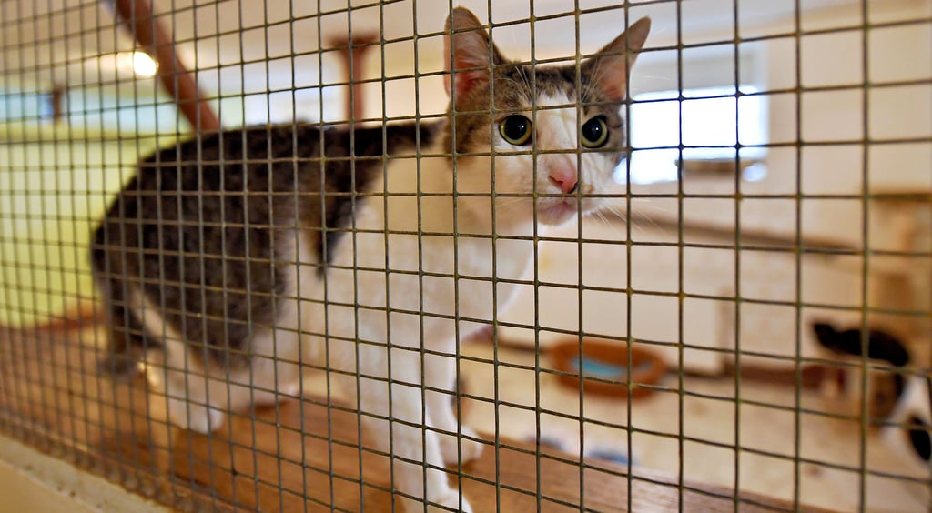 30 Katzen leben derzeit im Tierasyl Zabakuck.