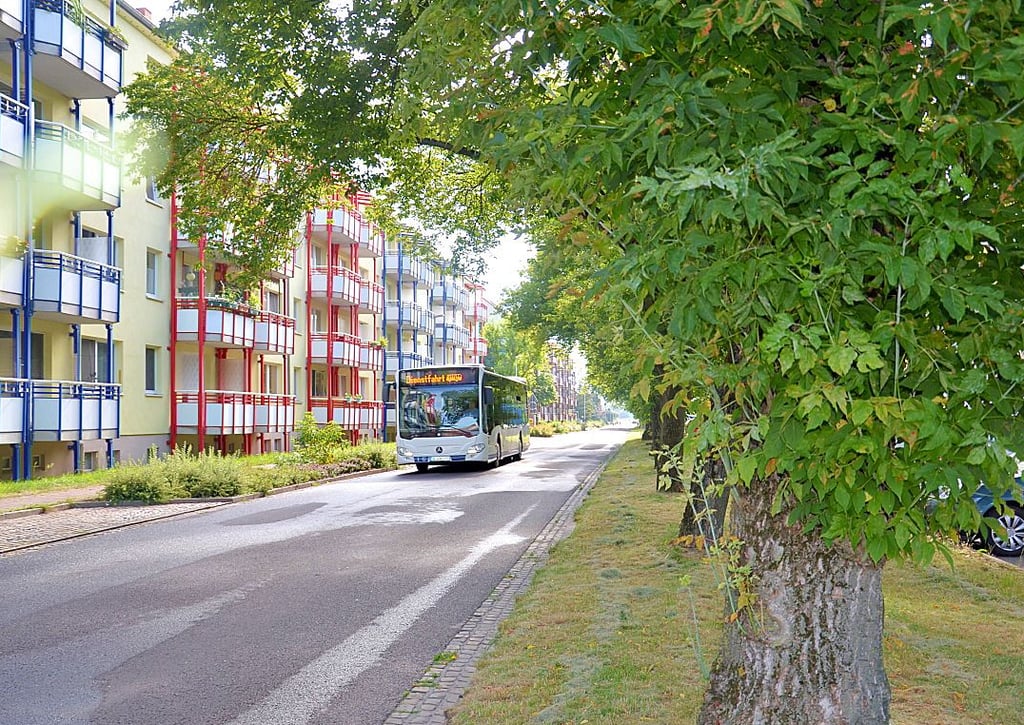 Über 50 Jahre alt sind die Laubbäume entlang der Gröblerstraße. Nicht alle sollen gefällt werden.