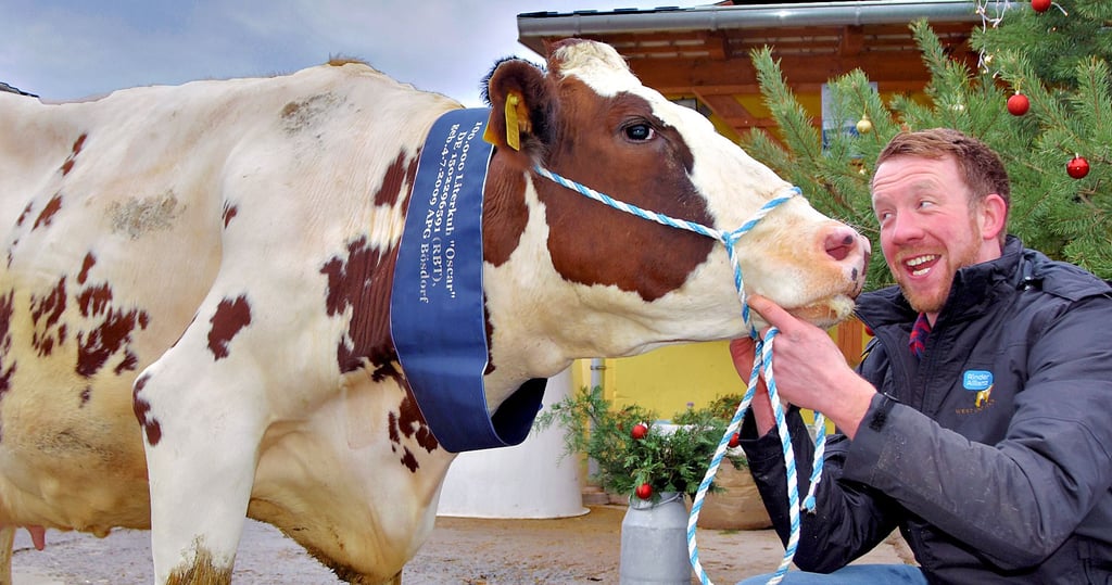 Mit gutem Zureden gelingt es dem Herdenmanager Eric Wilke, die Superkuh für den Fototermin in die richtige Position zu bringen und ihr die blaue Schärpe überzuwerfen. Nach der Ehrung verschwindet die schwergewichtige Diva wieder in ihren VIP-Bereich.