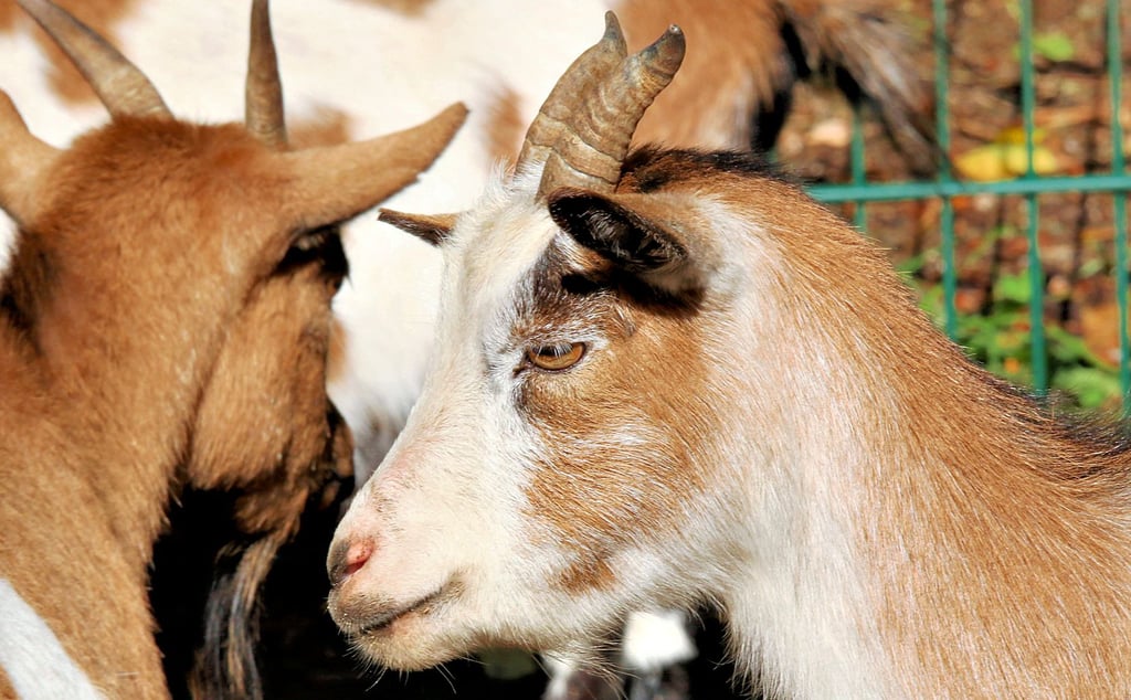 Das Tiergehege auf dem Wartenberg soll im neuen Stadtentwicklungskonzept eine besondere Rolle spielen. Langfristig sollen die Kosten hier reduziert werden.