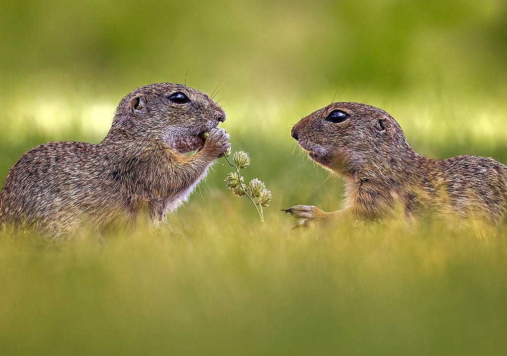 Einblick ins Leben der Ziesel. Sie sind immer hungrig.