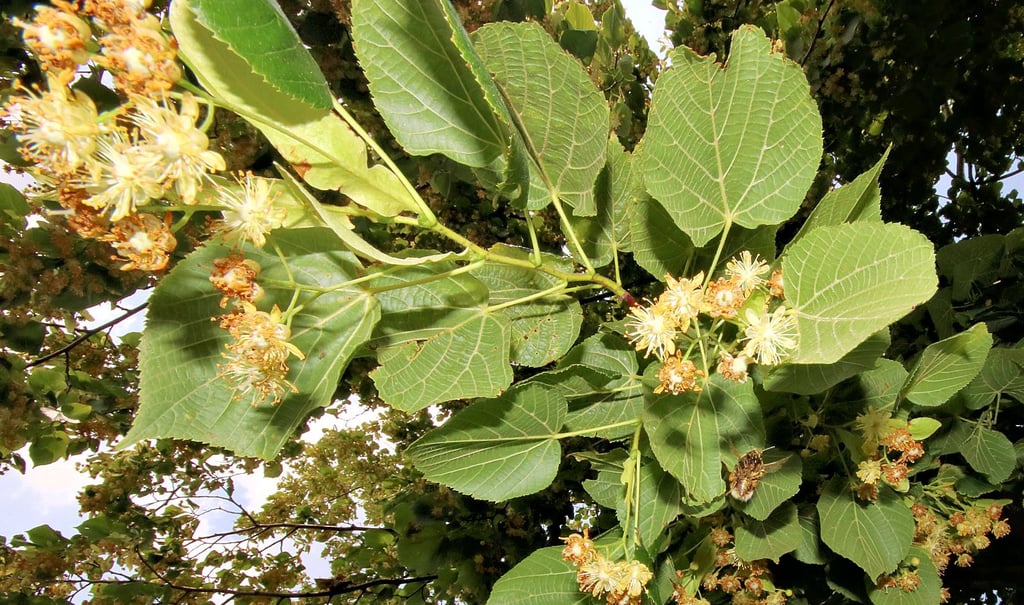 Die Linden blühten in den vergangenen Jahren regelmäßig. Doch wegen fehlenden Wassers gab es kaum Nektar für die Bienen in den Blüten zu finden.