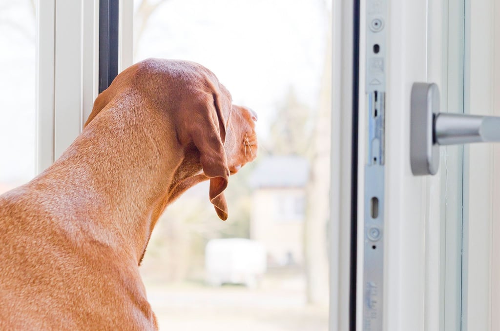Einem Hund ist nicht zuzumuten, mehr als sieben Stunden alleine zu Hause zu bleiben. Das hat ein Gericht entschieden und damit die Änderung der Arbeitszeiten eines Arbeitnehmers für nichtig erklärt.