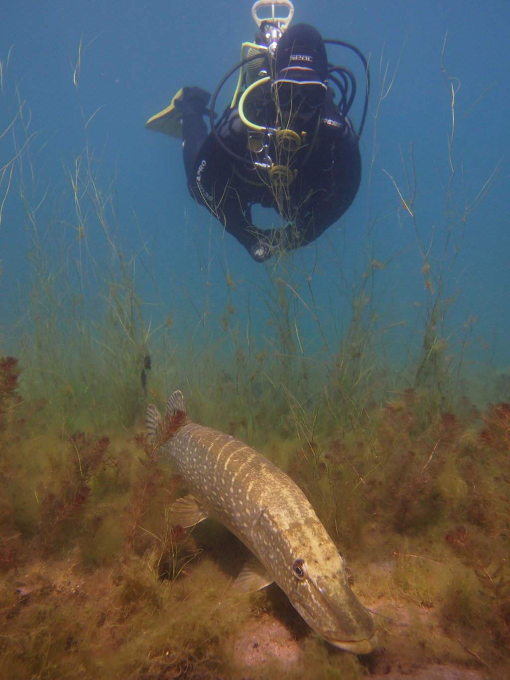 Tauchclub Atlantis Hettstedt - Auf Entdeckungstour unter Wasser