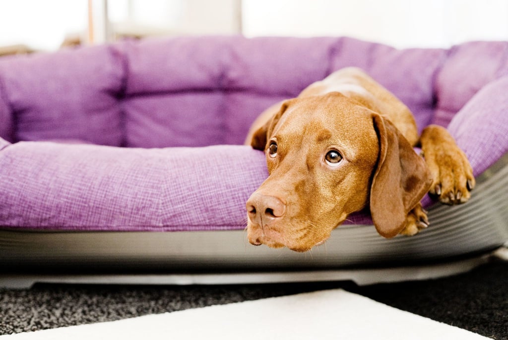 Für in der Pandemie angeschaffte Junghunde ist das Alleinsein zuhause völliges Neuland. Da hilft nur üben, üben, üben. Anfangs wird der Hund nur für Sekunden allein gelassen.
