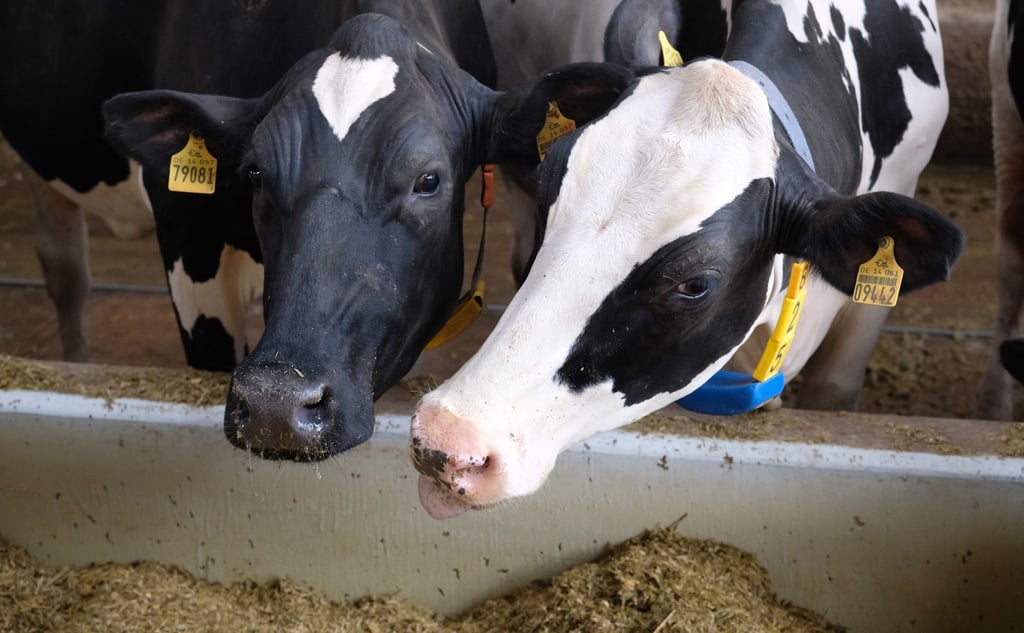 Ab Januar wollen große Lebensmittelhändler auch auf ihren Milch- und Molkereiprodukten die Haltungsform der Tiere angeben.